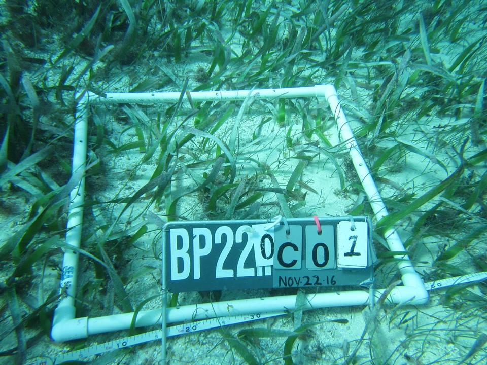 Projects Abroad volunteer set up a project to measure sea grass growth as part of his marine conservation work in Belize. A male volunteer from Projects Abroad has pictured a project he set up to monitor sea grass growth as part of his marine conservation work in Belize.